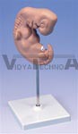 Embryo, 25 times life size Pregnancy Model